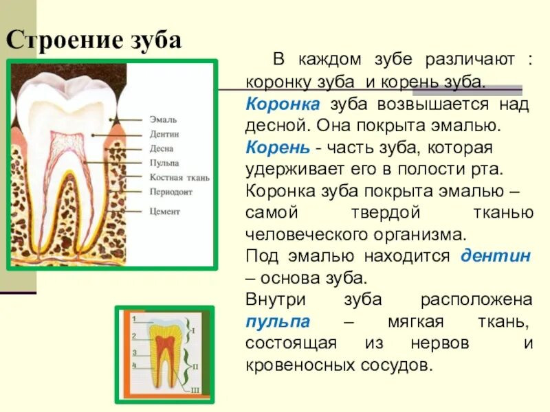 Строение зуба. Зубы анатомия. Строение зуба человека. Анатомия зубов коронковая часть. Какую функцию выполняет коронка зуба