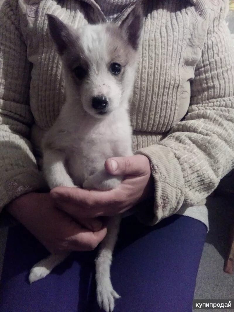 Западно сибирская лайка щенки. Западно сибирская лайка щенок 1 месяц. Лайка 2 новая. Лайка 2 новая. Западно сибирская лайка щенок 1 месяц.