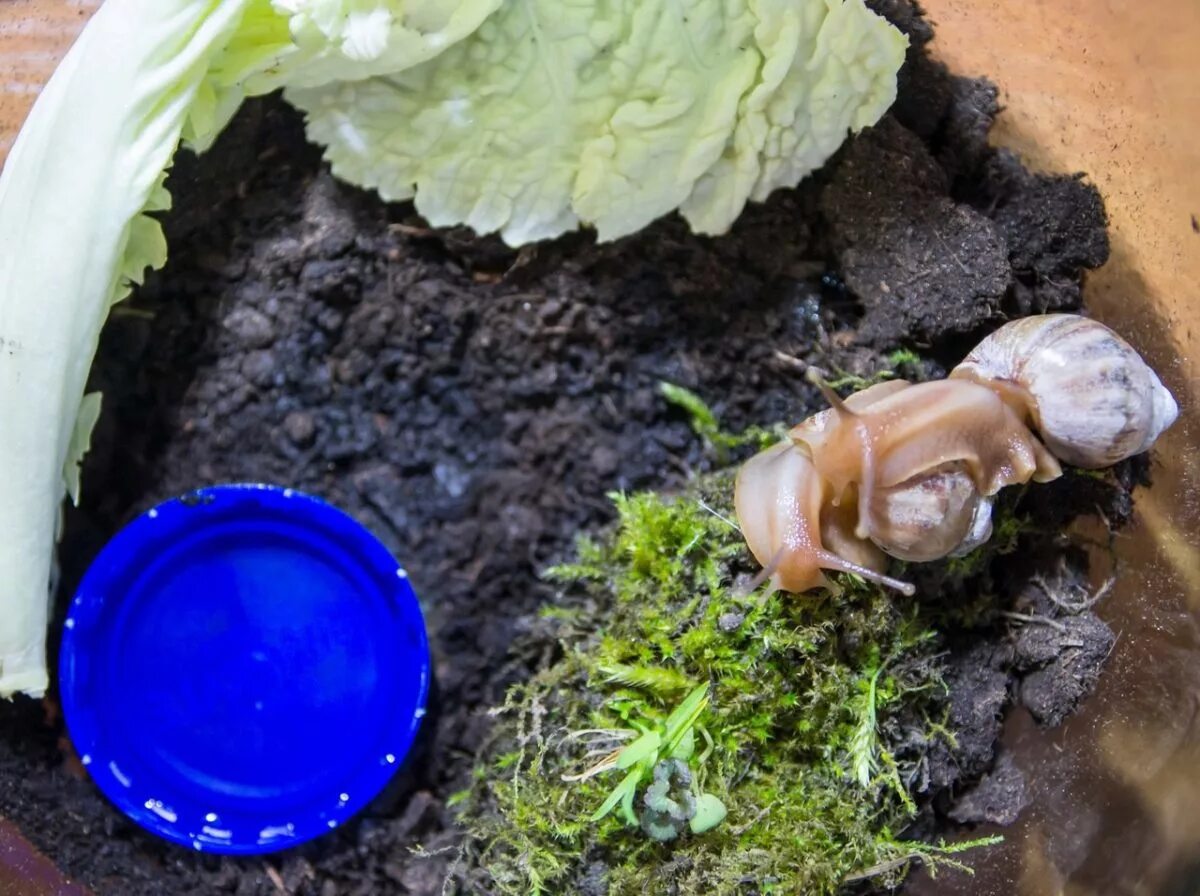 Домик для улитки. Ахатина фулика террариум. улитка ахатина фулика террариум. террариум для улитки ахатины. аквариум для виноградной улитки.