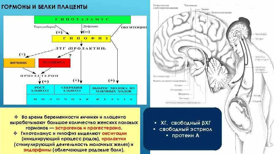 Схема выработки гормонов. Гормональная регуляция женских половых гормонов. Регуляция гормонов плаценты. Гормоны половых желёз схема.