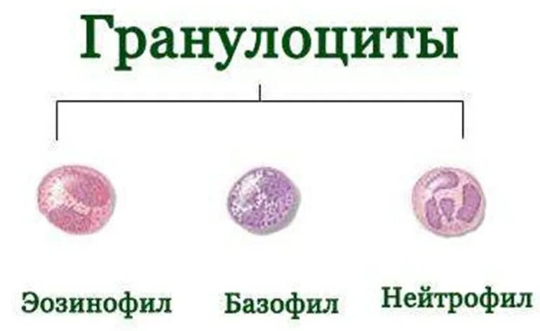 Разновидности гранулоцитов. Гранулоциты. Гранулоциты в крови. Функции базофильных гранулоцитов. Гранулоциты.
