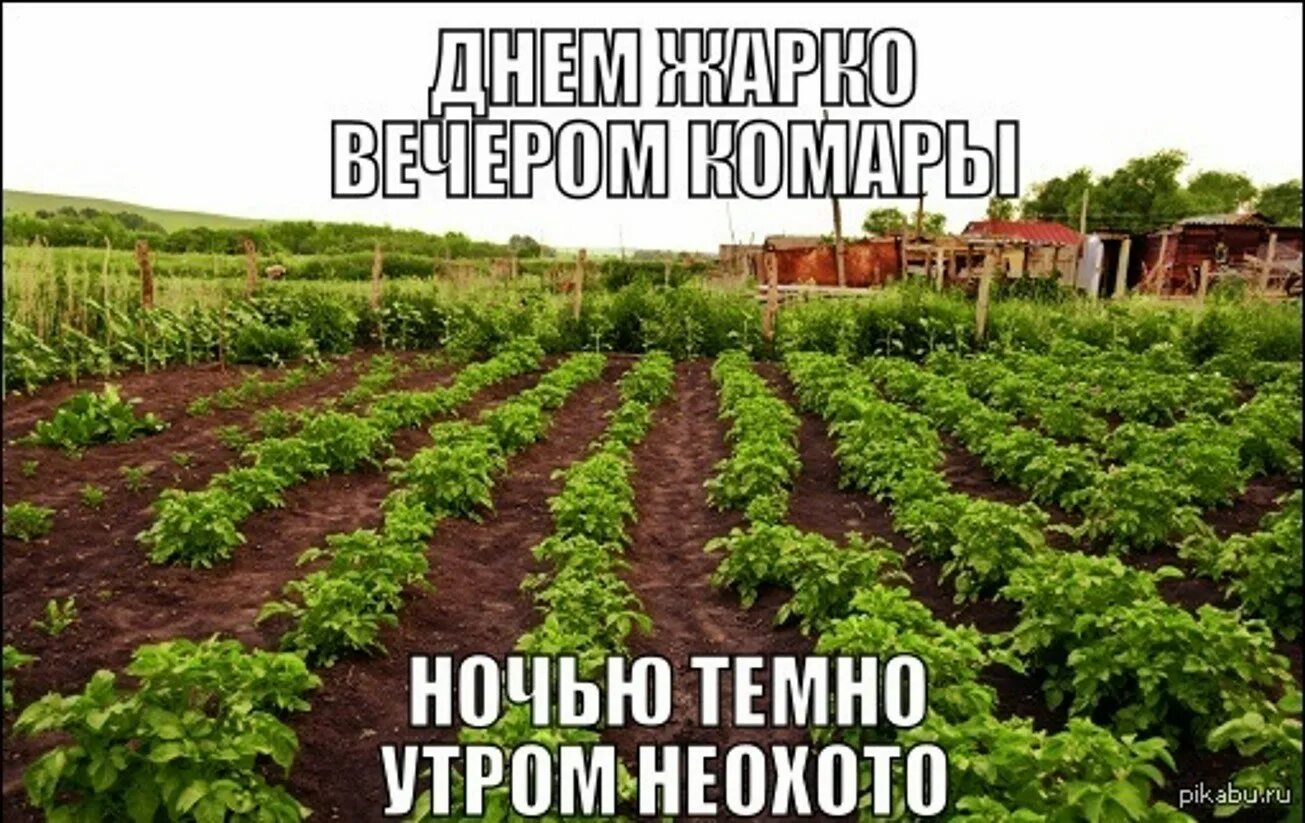 Приколы про огород. Дача огород прикольные. Дачные приколы. Приколы про дачу.