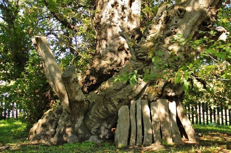Как называется старое дерево. Как называется старое дерево. Бристлеконские сосны мафусаил. Сосна остистая межгорная. Как называется старое дерево.