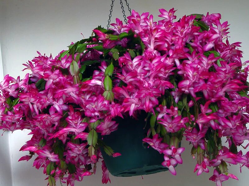 зигокактус шлюмбергера белый. зигокактус шлюмбергера. шлюмбергера декабрист зигокактус. рождественник декабрист. зигокактус шлюмбергера.