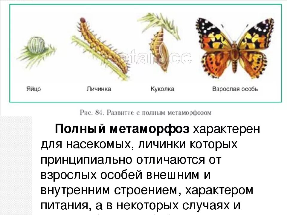 Стадия развития насекомого взрослая особь чешуекрылых