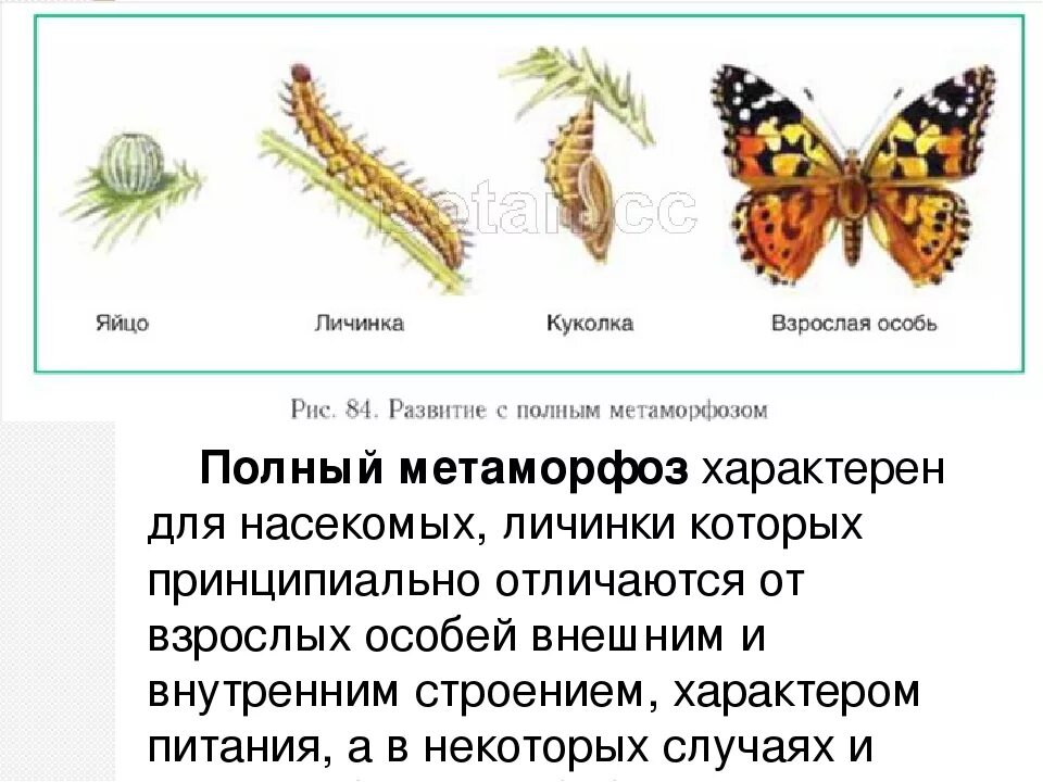 Стадии гусеница бабочка. Яйцо гусеница куколка бабочка процесс. Яйцо личинка куколка бабочка схема. Полное превращение бабочки. Развитие бабочки с полным превращением.