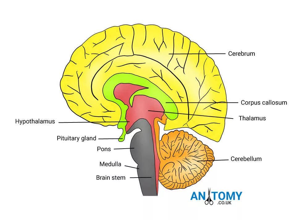 Physical structure of the Human Brain. Parts of Corpus callosum. Активируется Corpus callosum.