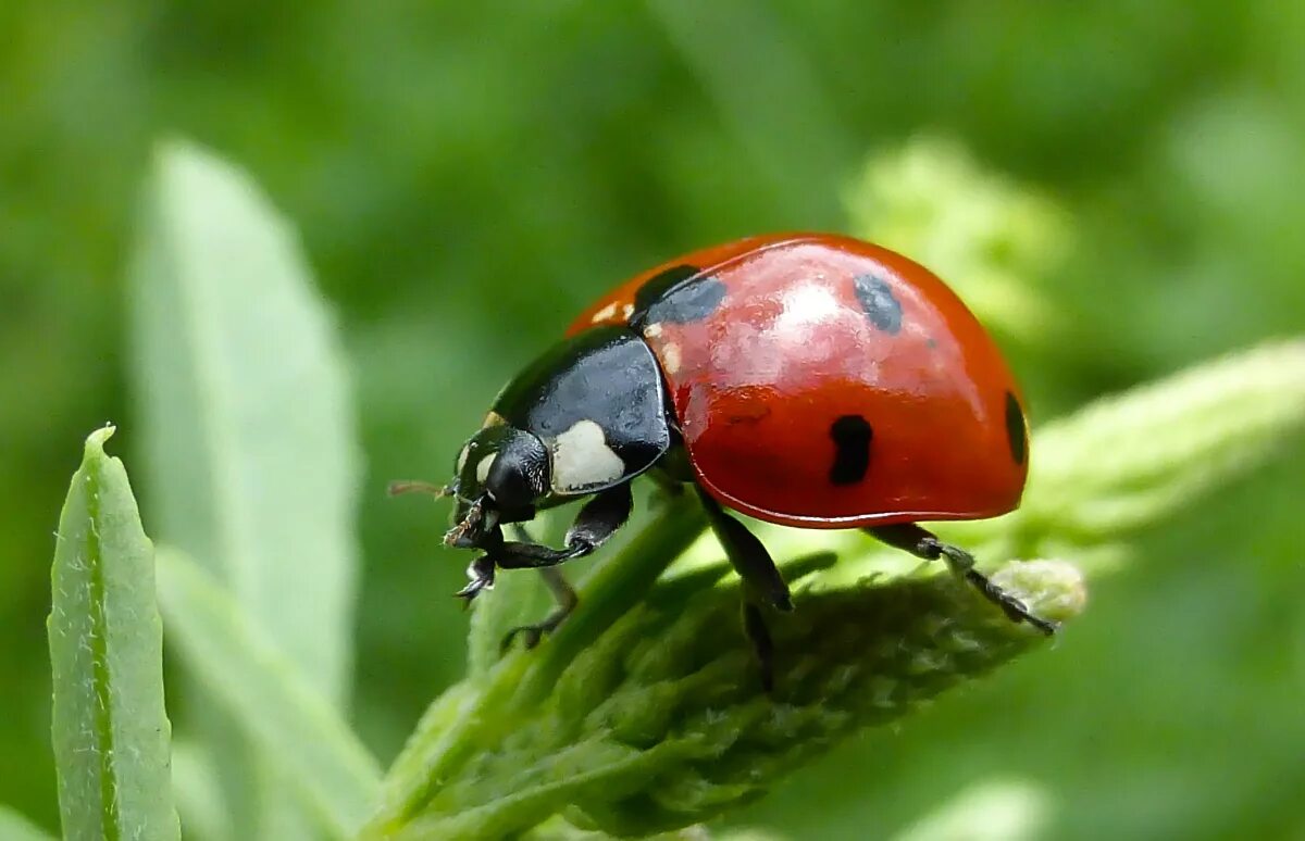 Интересные божьи коровки. Божьи коровки. Божьи коровки (Coccinellidae). Жук Божья коровка. Божья коровка отряда жесткокрылых.