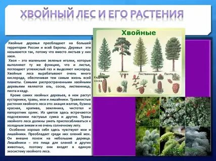 Хвойным лесом под цифрой 3
