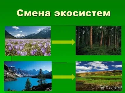 Природные экосистемы охраняют в