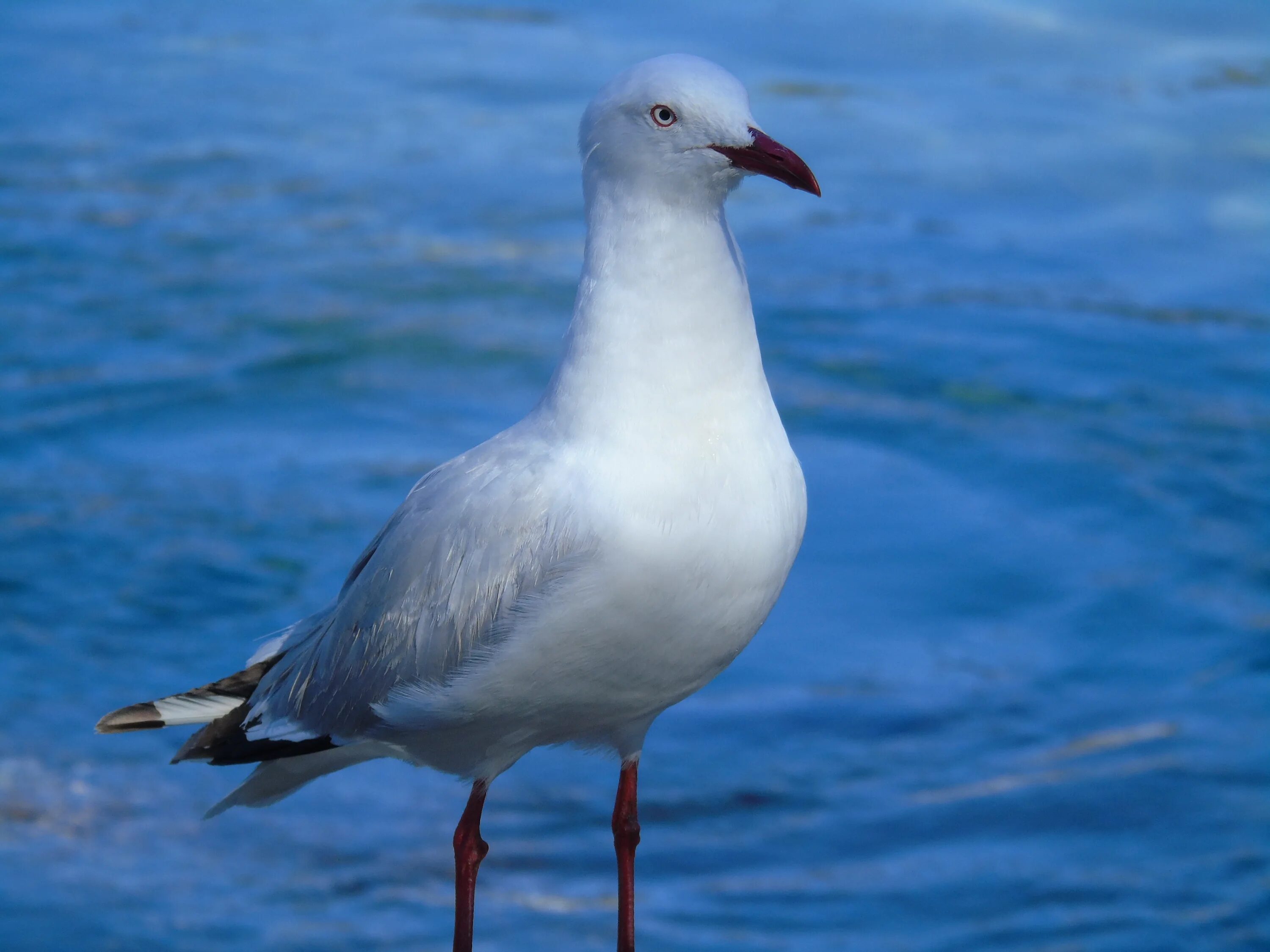 White Seagull. BYD Seagull White. BYD Seagull белый цвет. Seagull foto.