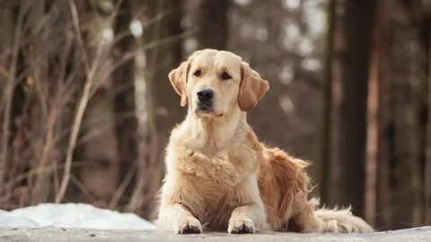 Gold dogs