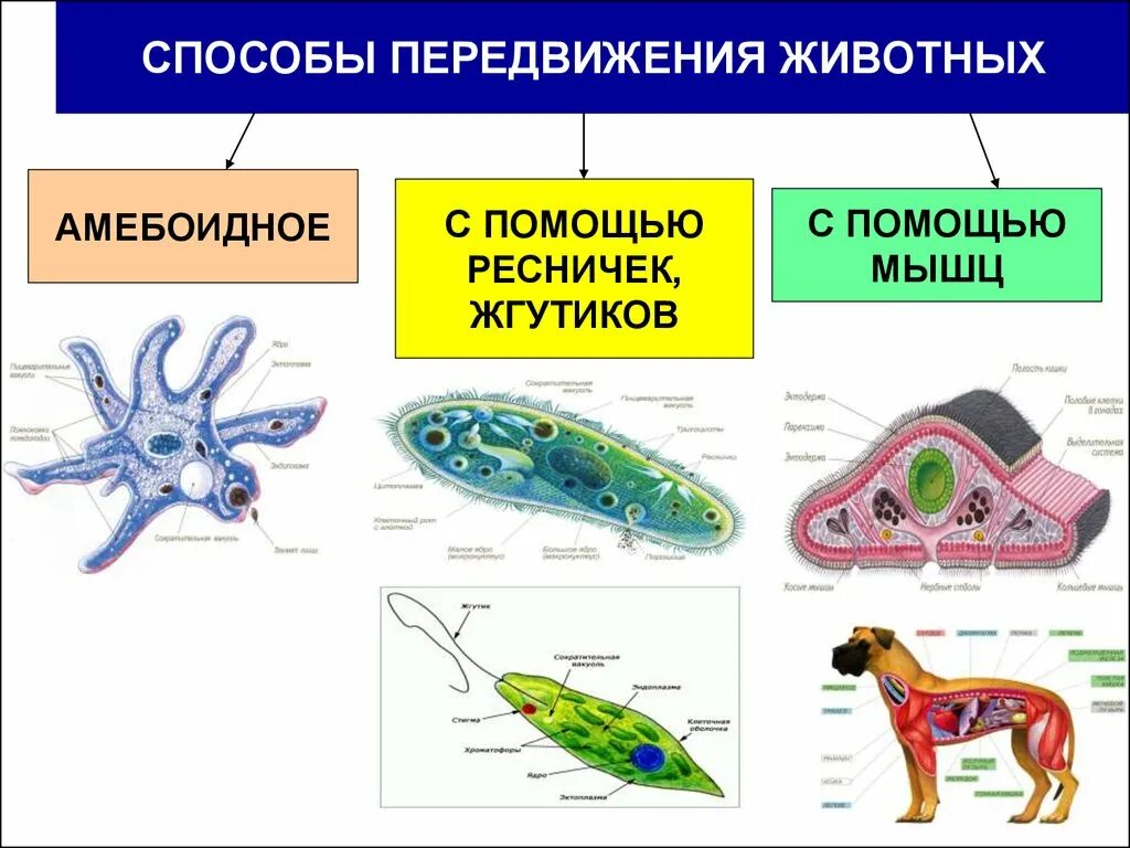 Способы движения животных. Способы передвижения животных полости тела 7 класс биология. Способы передвижения животных. Способы перемещения животных. Активное передвижение не является характерной