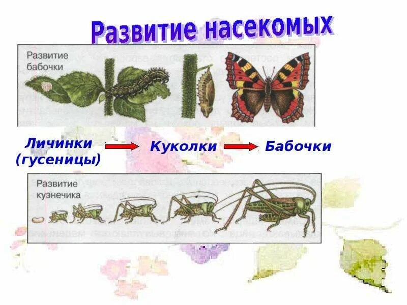 Размножение и развитие животных. Личинка гусеница куколка бабочка. Модель развития животных 3 класс. Размножение и развитие животных 3 класс