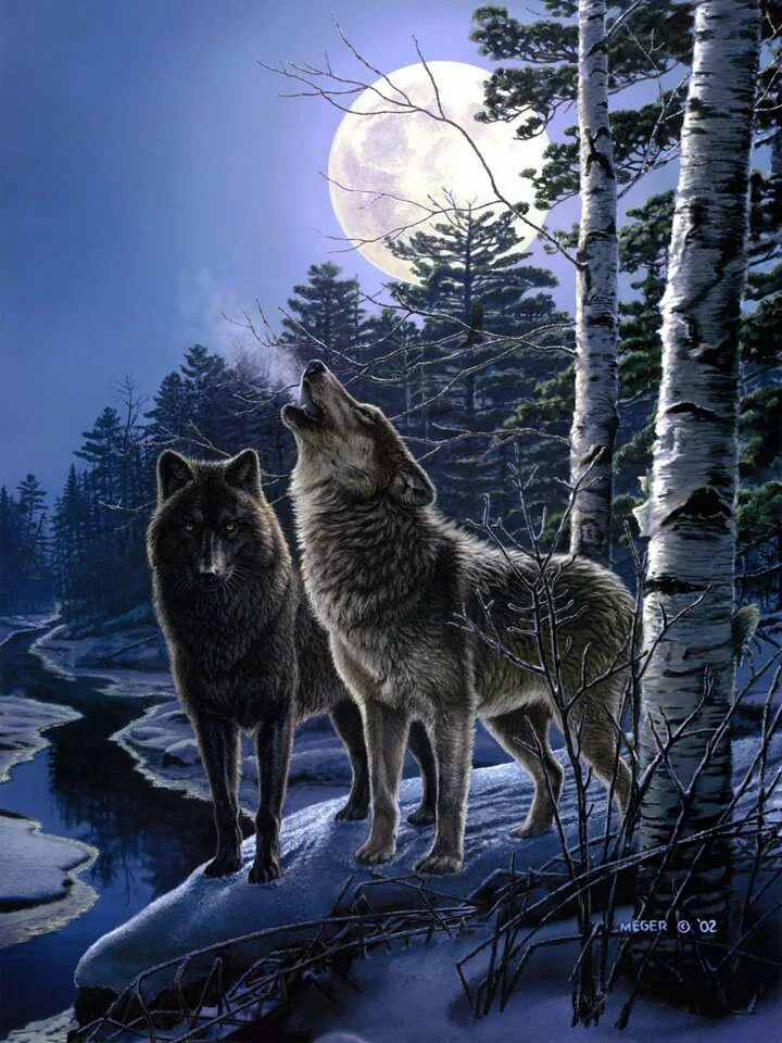 Волк выходит ночью. Художник James Meger. Картина стая Волков. Волк в лесу. Пейзаж с волком.