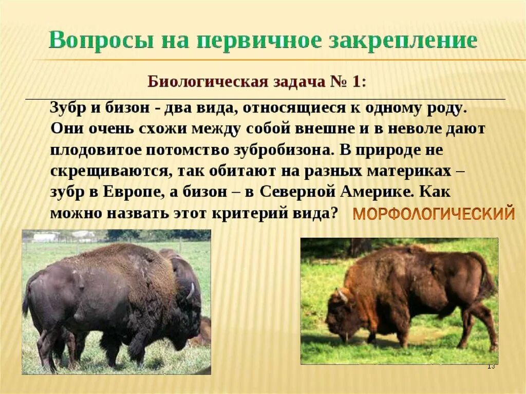 Чем отличается зубр. Отличие бизона от зубра. зубр и бизон два вида относящиеся к одному. разница между зубром и бизоном.