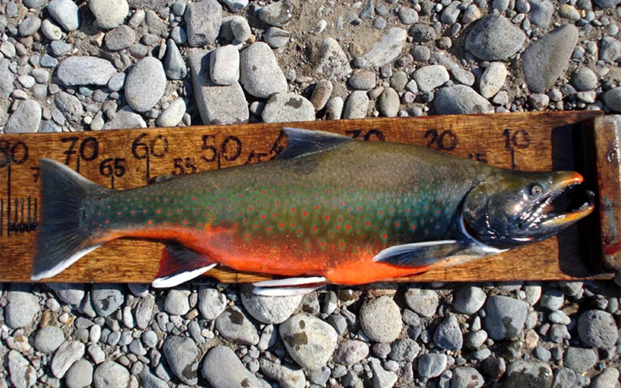 Кетов камчатка