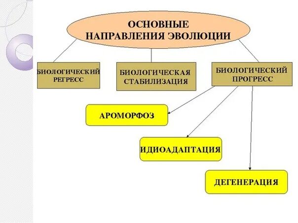 Направление развития 9. Направления эволюции. Главные направления эволюции. Основное направление эволюции. Направления эволюции схема.