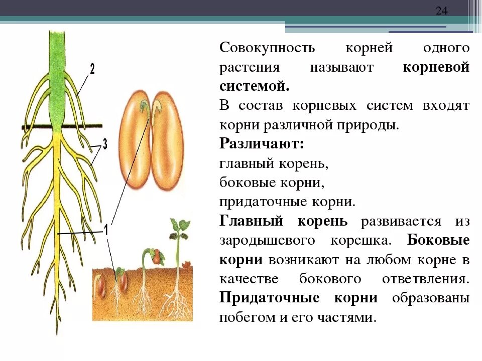 Строение корня боковые придаточные. Строение придаточного корня. Типы корневых систем биология.