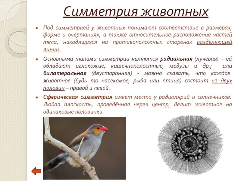 Тип симметрии животного птицы. Симметрия тела птиц. тип симметрии птиц. какая симметрия у птиц.