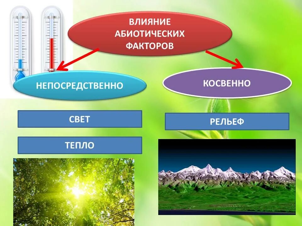 Разнообразие экологических факторов. Абиотические факторы среды обитания. абиотический фактор и влияние на среду обитания. влияние на организмбиотических факторов. влияние абиотических факторов на организмы.