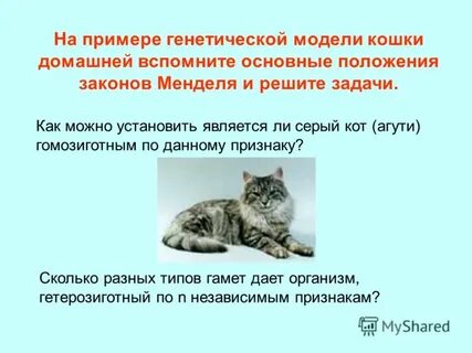 В кариотипе кошки 38 хромосом