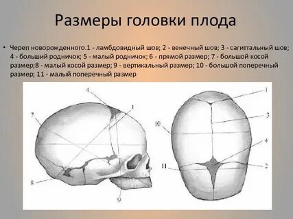 Наибольший поперечный диаметр
