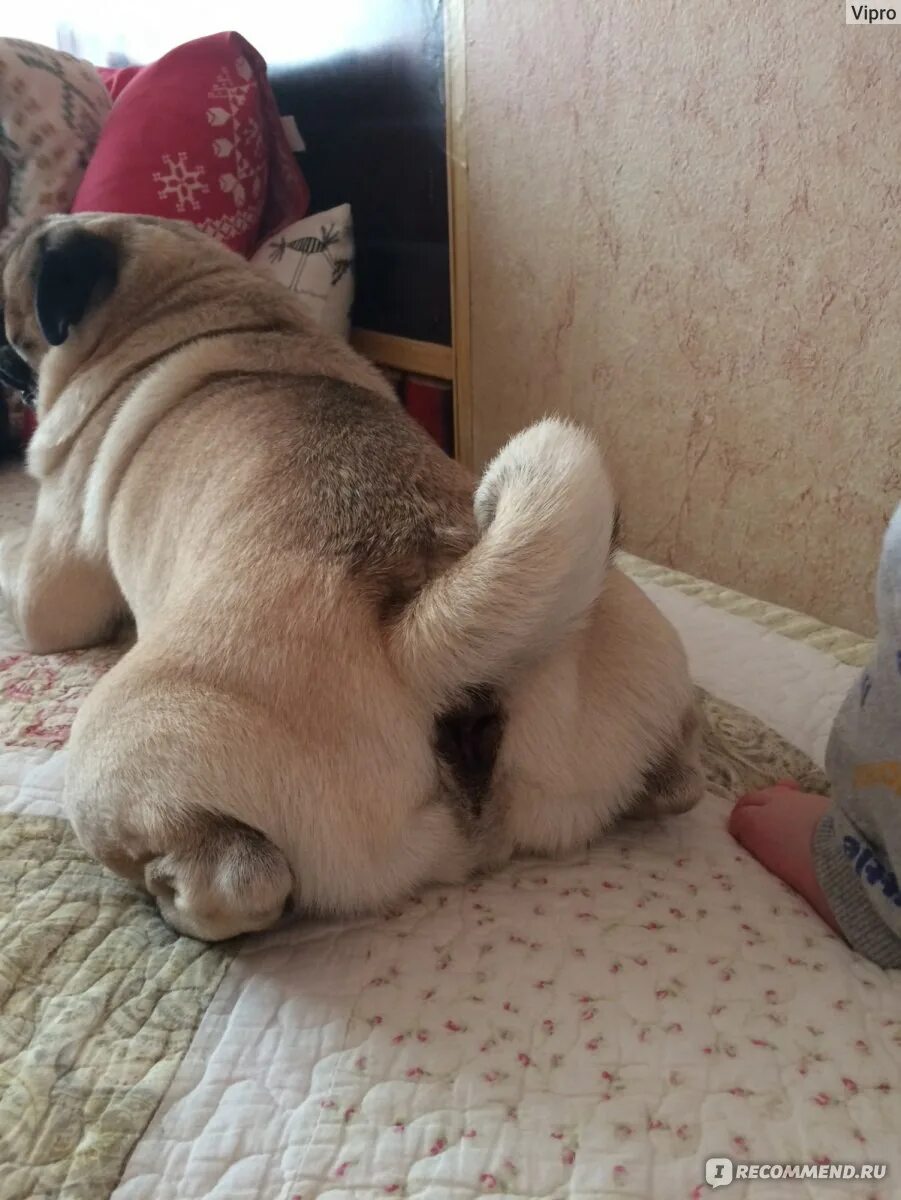 Мопс плюсы и минусы. Мопс рассказ о породе. Тайсон мопс веранда. 2 класс рассказ о породе собак мопс. Мопс плюсы.