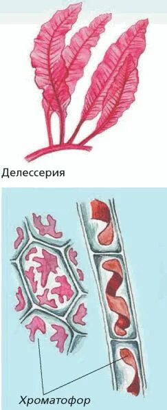 Внешнее строение красных водорослей. Строение клетки багрянки. пигменты красных водорослей. красные водоросли багрянки. строение красных водорослей.