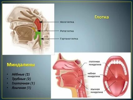Глоточная миндалина