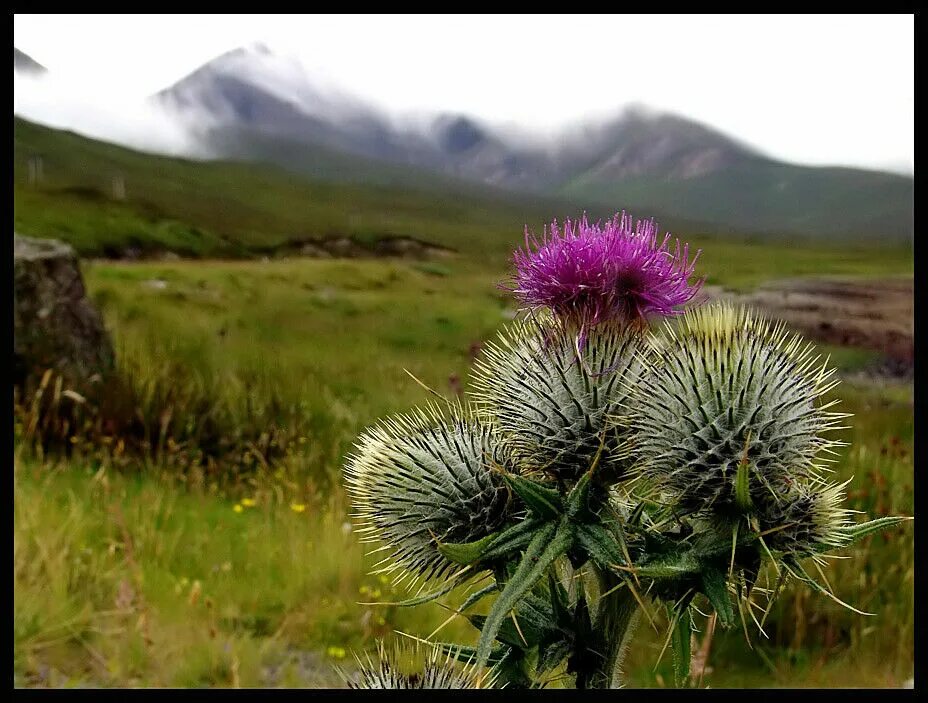 Чертополох Шотландия. Чертополох Thistle шотландский. Национальный символ Шотландии чертополох. Цветок чертополоха символ Шотландии.