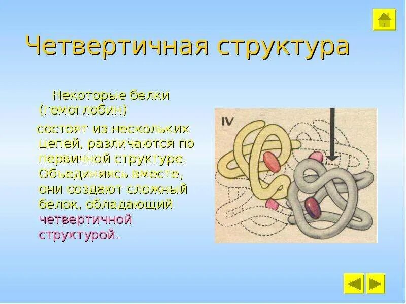 Как формируется структура белка. Четвертичная структура белка гемоглобина. четвертичная структура белков. четвертичная структура белка. цепочка гемоглобин первичная структура белка.