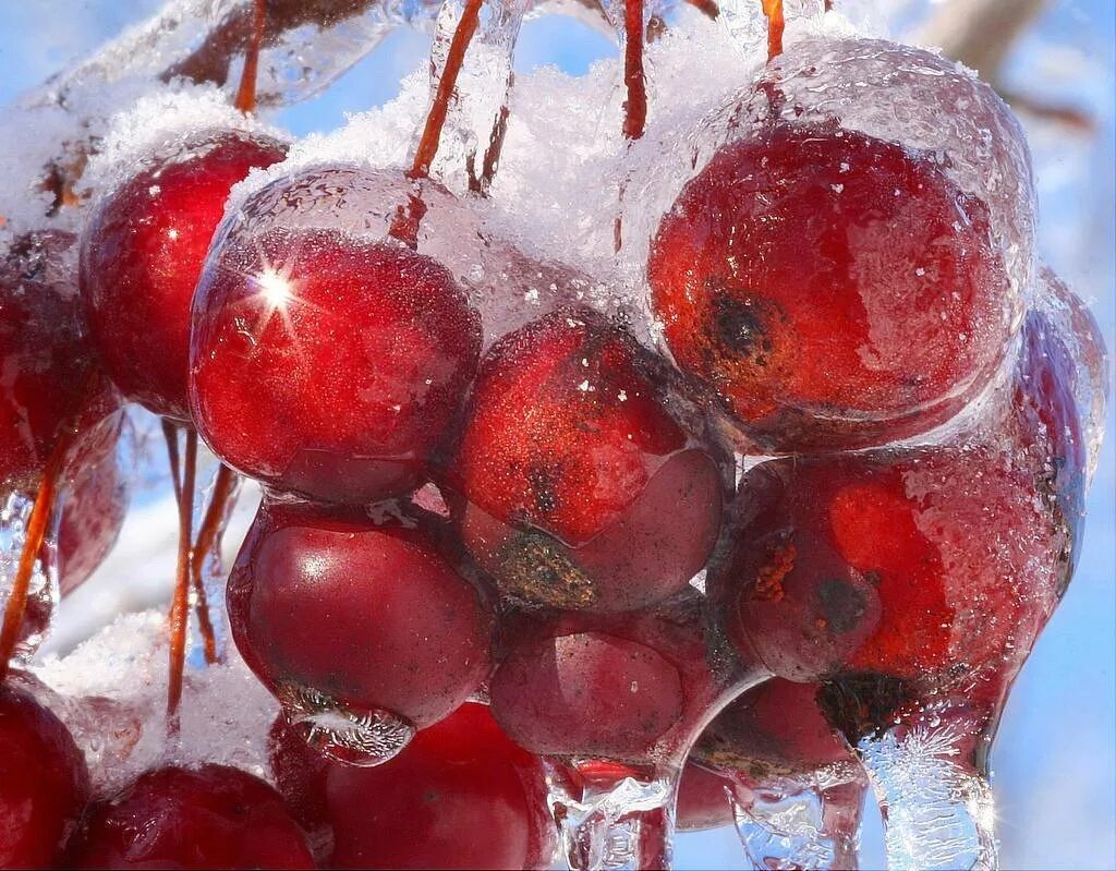 Фрукты в инее. Ледяные ягоды. Ягоды во льду. Морозные ягоды. Фруктовая зима