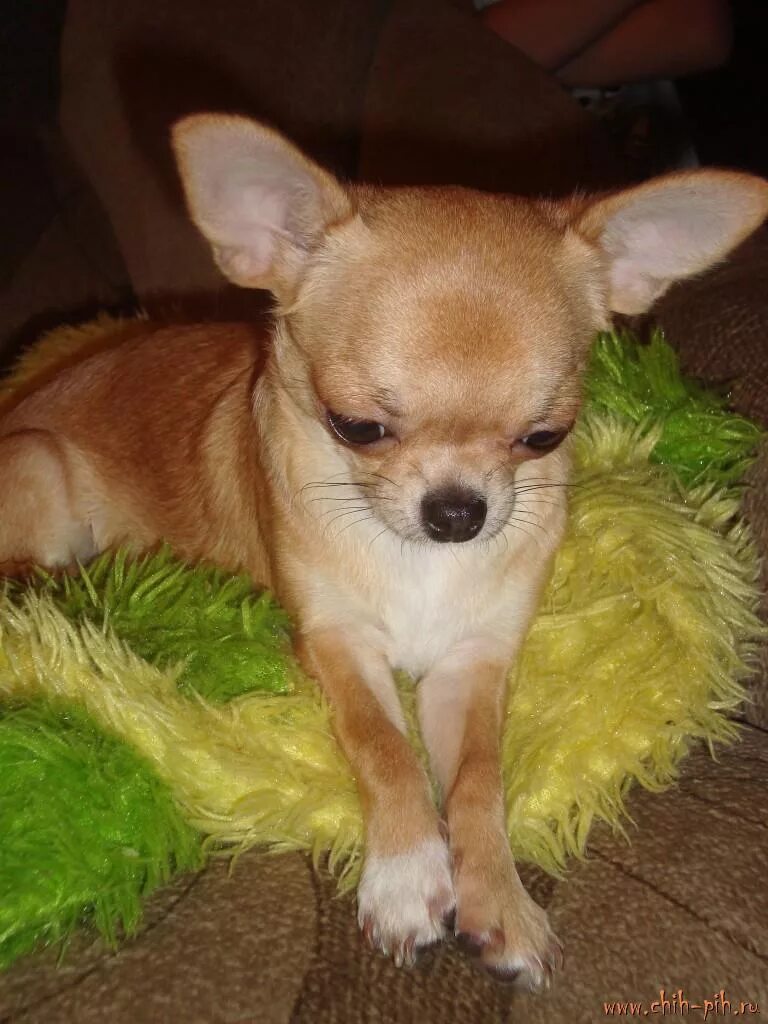 чихуа в 4 месяца