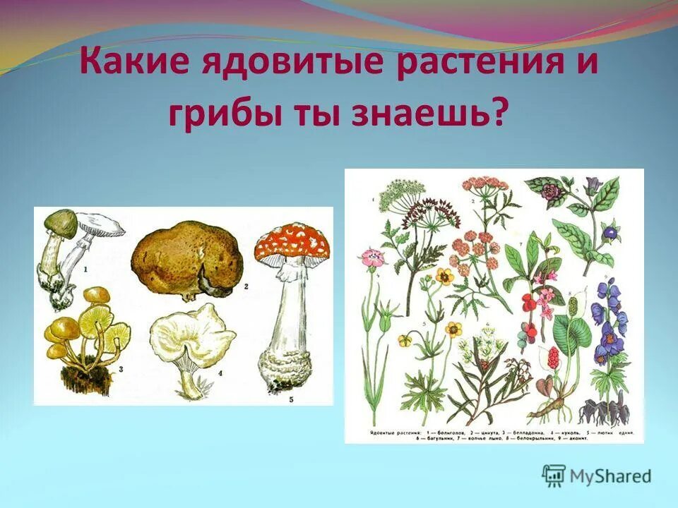 Название грибов ядовитых и съедобных. Название несъедобных грибов ядовитых. Несъедобные грибы. Волоконница патуйяра. Какие ядовитые грибы ты знаешь.