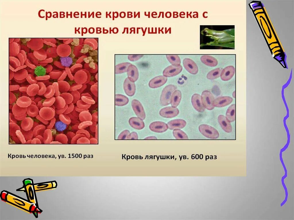 Эритроциты человека и лягушки под микроскопом. Строение крови под микроскопом. микроскопическое строение крови. лейкоциты в крови лягушки под микроскопом.