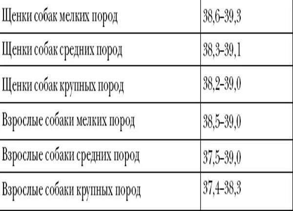 Нормальная температура у собак мелких пород. Температура тела у собак крупных пород в норме. нормальная температура собаки средней породы. нормальная температура тела у собак мелких пород. какая нормальная температура тела у собак мелких пород.