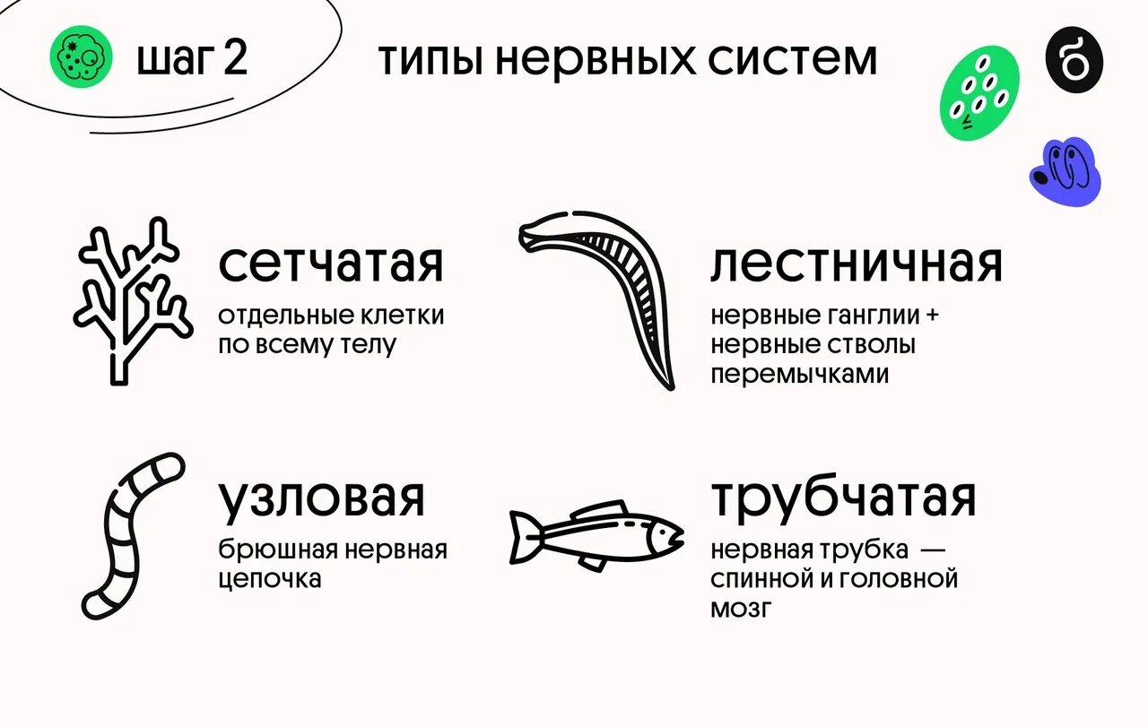 Виды нервной системы 8 класс. Типы нервной системы у животных ЕГЭ биология. Типы нервной системы ЕГЭ. Нервная система ЕГЭ биология. Типы нервной системы биология ЕГЭ.