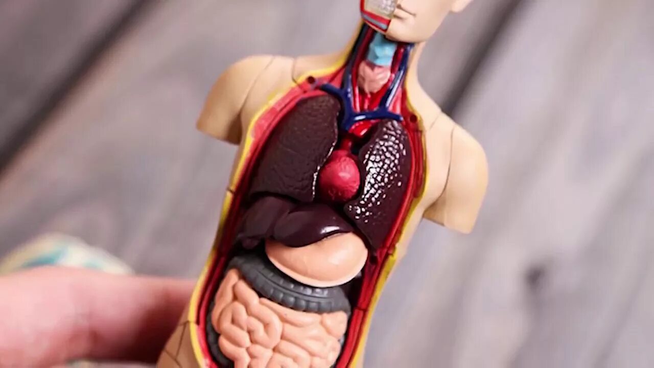 Модель органов человека. Анатомическая модель человека. Анатомический муляж. Анатомический манекен. Модель человеческого тела.