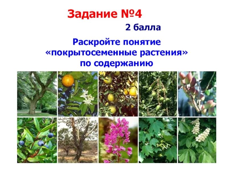 Понятие растение является