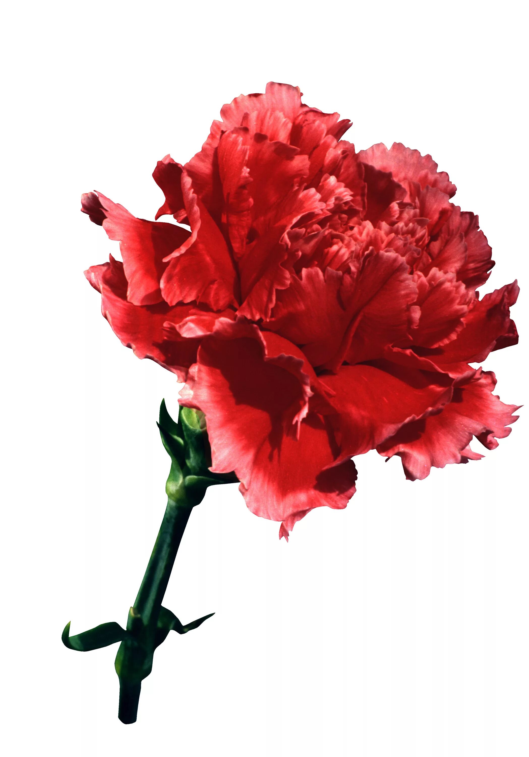 Маска гвоздика. Dianthus Red гвоздика. Гвоздика pngи Мак. Carnation Flower букет. Красный гвоздь.