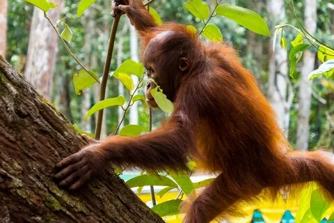 Borneo to be Wild: a visit to the Orangutans of Tanjung Puting.