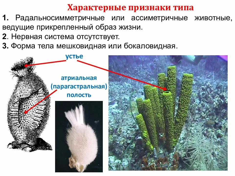 Прикрепленный образ жизни что это. Животные ведущие прикрепленный образ жизни. Прикреплённый образ жизни. Прикреплённый образ жизни ведут. Животные с прикрепленным образом жизни.