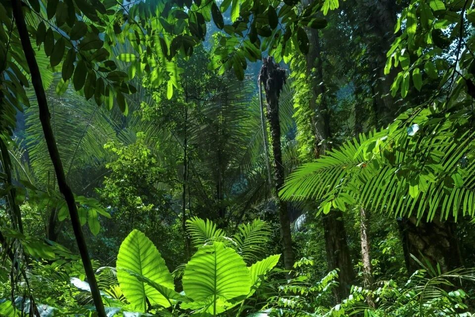 Тропическая Сельва. Тропикал Рейнфорест. Тропические леса Сельва растения.