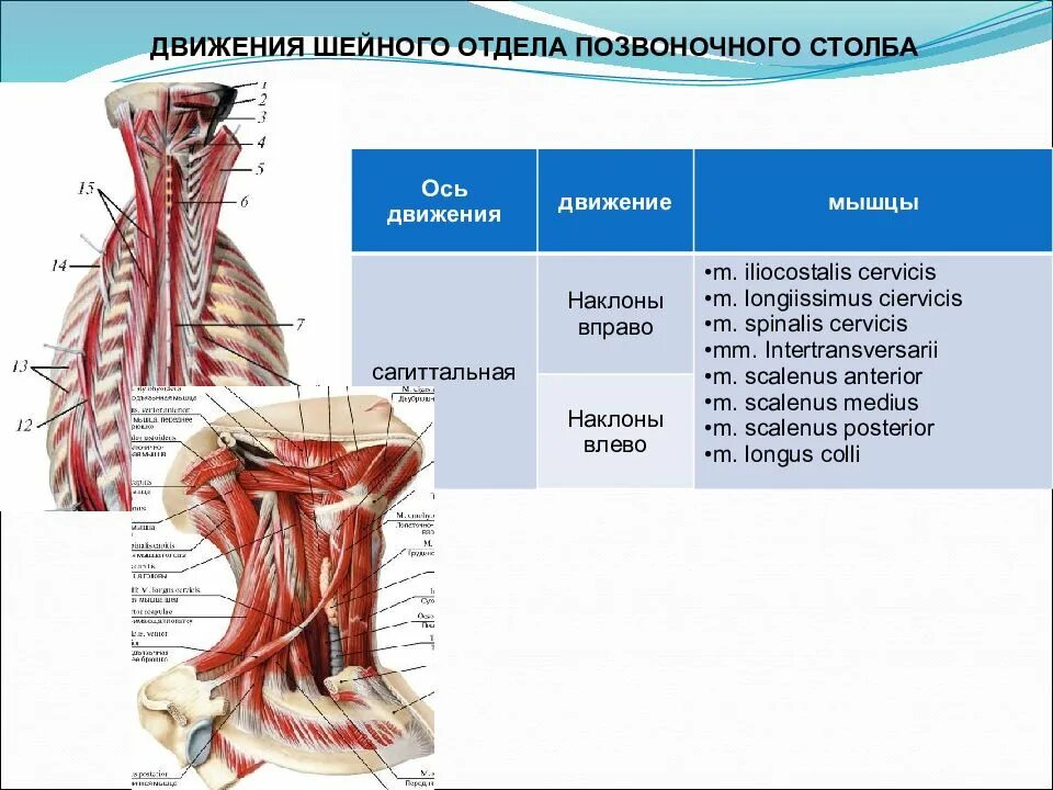 Мышцы приводящие в движение. Мышцы осуществляющие движения позвоночного столба. Мышцы действующие на Позвоночный столб. Движения шейного отдела. Мышцы приводящие в движение позвоночник.