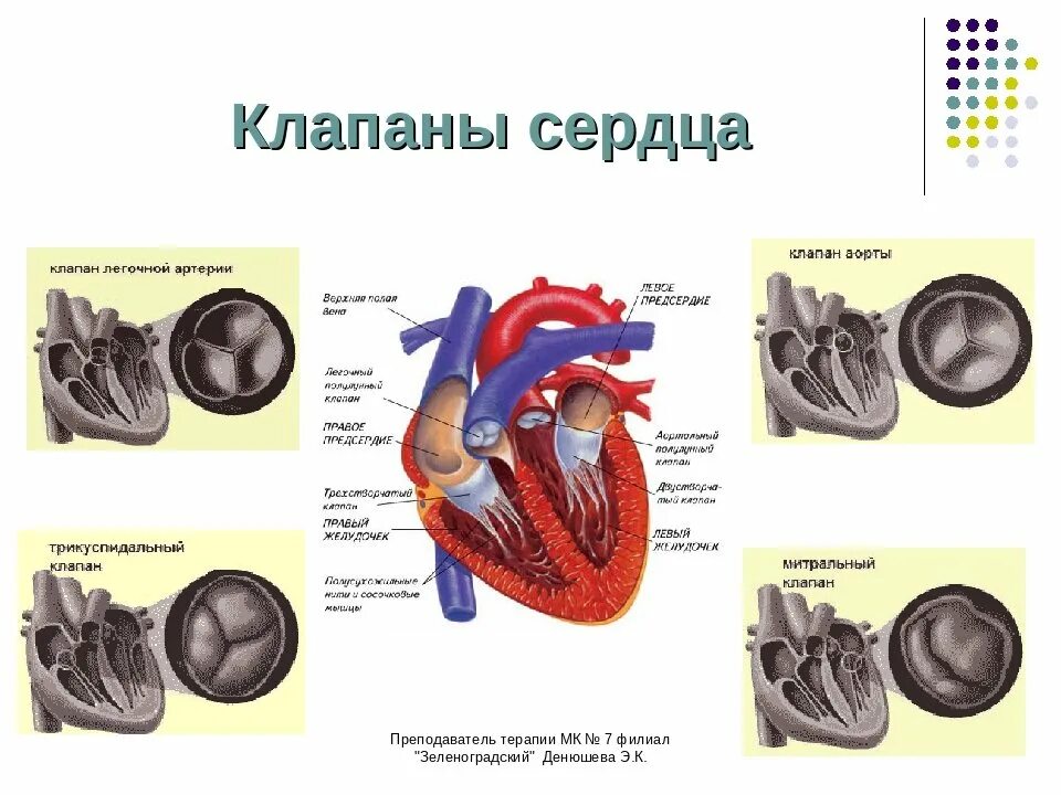 Какую функцию выполняют створчатые клапаны. Клапаны сердца сердечный клапан. Расположение клапанов сердца анатомия. Как устроены клапаны сердца.