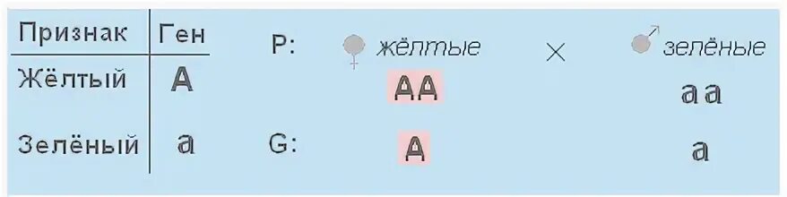 Сколько типов гамет особи с генотипом aabb. Анализирующее скрещивание это скрещивание. Генотип гаметы половой клетки. Совокупность всех признаков. Типы гамет генотипа аа.