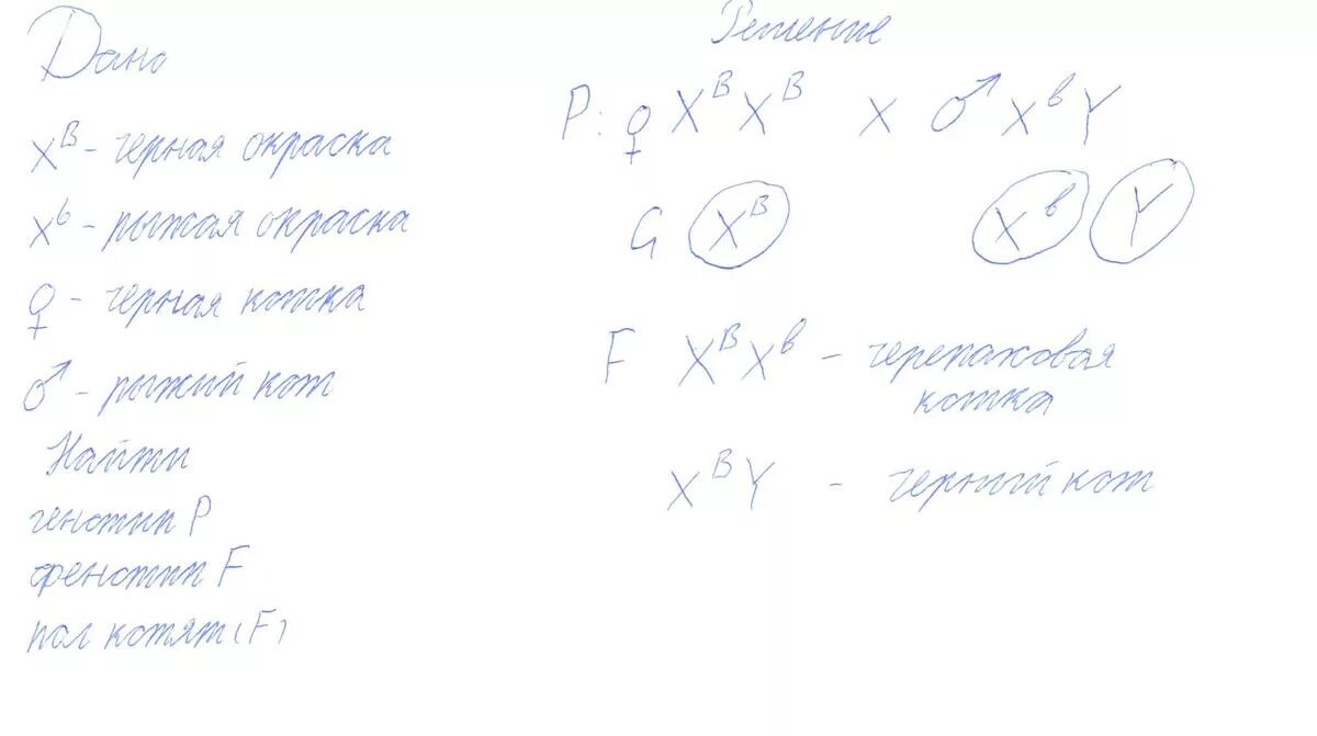 Гены окраски шерсти кошек расположены в х-хромосоме. У кошек гены рыжего. У кошек черная окраска шерсти определяется геном в. У кошек гены рыжего и чёрного. Селекционер скрестил гетерозиготную кошку с жесткой шерстью