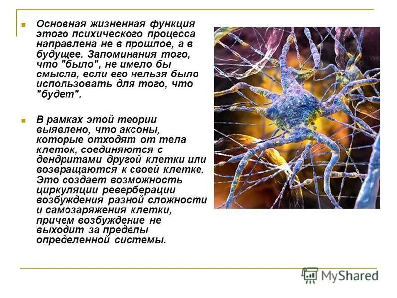 Морфофизиология клетки. Основные жизненные функции питания. Основные жизненные функции организма. Выводы по теме дыхание человека. Основные жизненные функции человека.