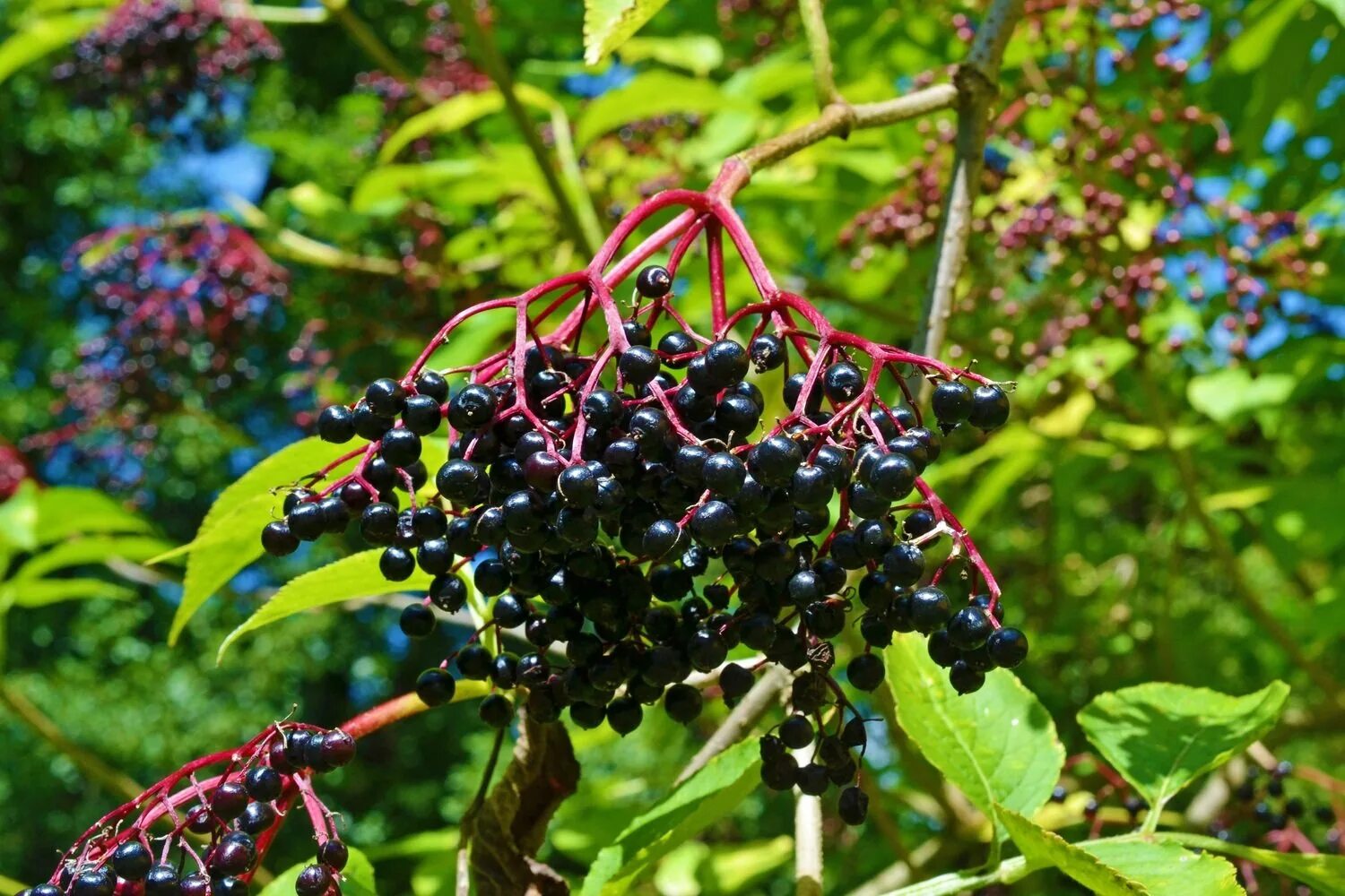Elderberry. Elderberry. Sambucus elderberry. Бузина черноплодная. Бузина ягода.